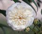 Out of Yesteryear rose photo