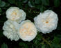 Out of Yesteryear rose photo