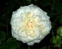 Out of Yesteryear rose photo