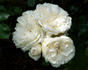 Out of Yesteryear rose photo