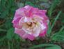 Thriller rose photo
