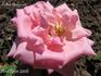 Lidka Böhmová rose photo