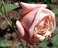 Mrs. T. J. English rose photo