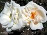 Grange Colombe rose photo