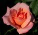 Marí Dot rose photo