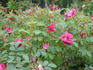 Julia Bugnet rose photo