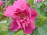 Julia Bugnet rose photo