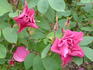 Julia Bugnet rose photo