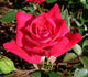 Old Glory ™ rose photo