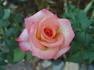 Candia rose photo