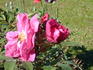 Julia Bugnet rose photo