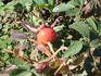 Julia Bugnet rose photo