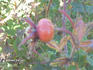 Julia Bugnet rose photo