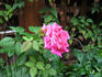 Gladiator rose photo