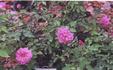 Malmaison Rouge rose photo