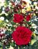 Alessa rose photo