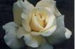 Christmas Card rose photo