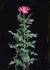 Infinity rose photo