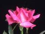 Infinity rose photo