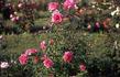 Infinity rose photo