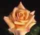 Doris Reese rose photo