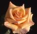 Doris Reese rose photo
