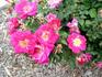 Island Dancer rose photo