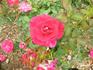 Hot Wonder rose photo
