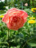 Elly J. Nieborg rose photo