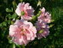 Blühwunder ® rose photo