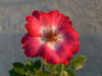 Cherry Meillandecor ® rose photo