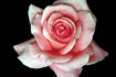 Carla rose photo