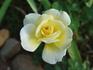 City Livery rose photo