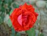 Cayenne rose photo