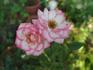 Child's Play™ rose photo