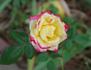 Dazzler ™ rose photo