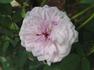 Admirable rose photo
