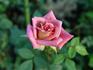 Seattle Scentsation ™ rose photo