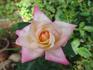 Simply Irresistible rose photo