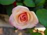 Alto Palace rose photo