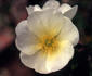 Albert Edwards rose photo