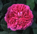 Bossuet rose photo