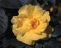 Friesensöhne ® rose photo