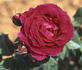 Marshall P. Wilder rose photo