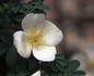 <i>Rosa omeiensis</i> f. <i>chrysocarpa</i> Rehder rose photo
