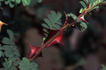 <i>Rosa omeiensis</i> f. <i>chrysocarpa</i> Rehder rose photo
