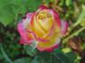 Flaming Beauty rose photo