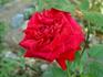 Habitat for Humanity rose photo