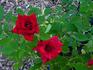 Acey Deucy ™ rose photo