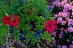Acey Deucy ™ rose photo